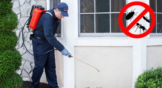 Pazar Karınca İlaçlama böcek ilaçlama ve haşere kontrolü — ilaclama-tr.com